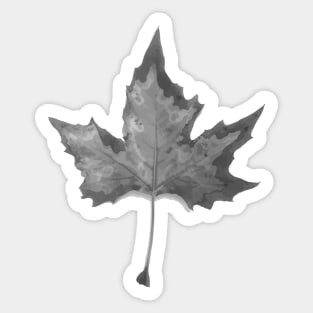 Black and white autum leaf Sticker